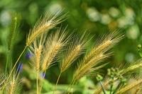 foxtail barley