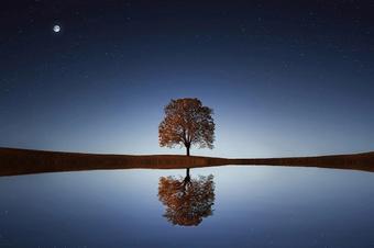 Tree on the shore of a lake at night