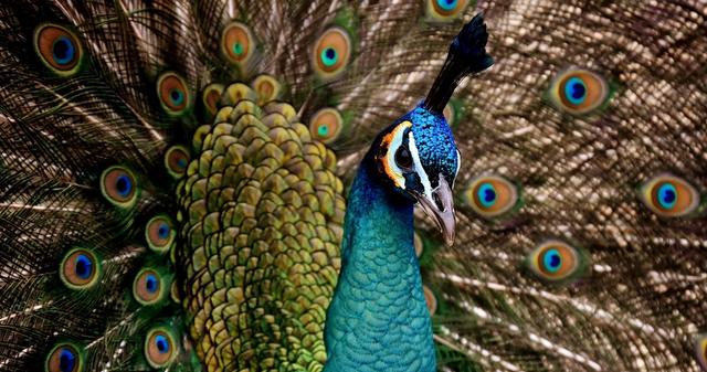 Colorful peacock