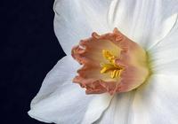 daffodil
