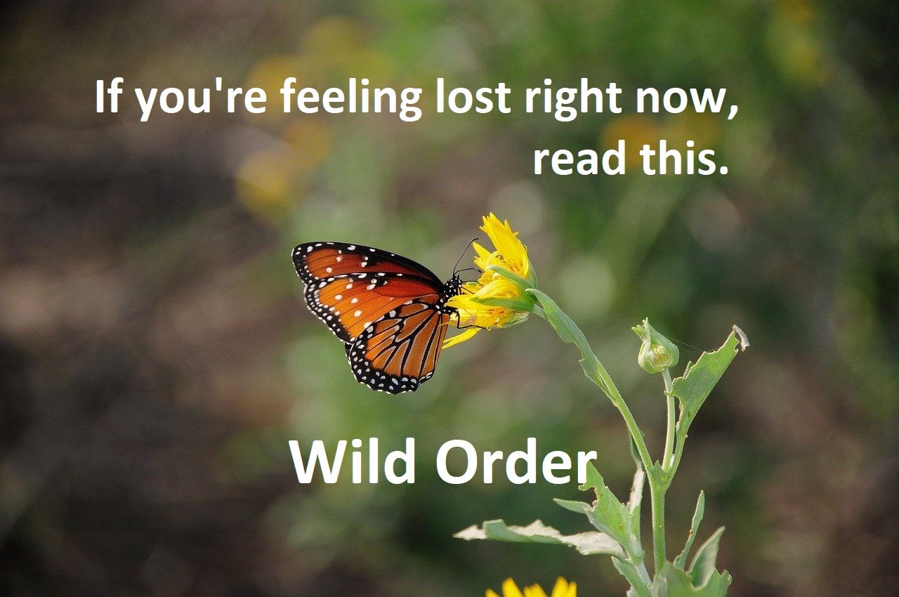 butterfly on a flower