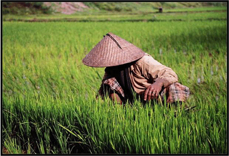 farmer crouched in field with vietnamese hat on