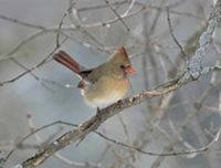 cardinal on tree limb in snowy landscape