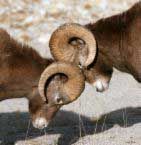 goats butting heads with horns