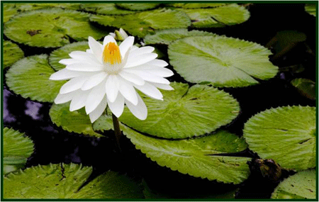 lilypads on water with flowers