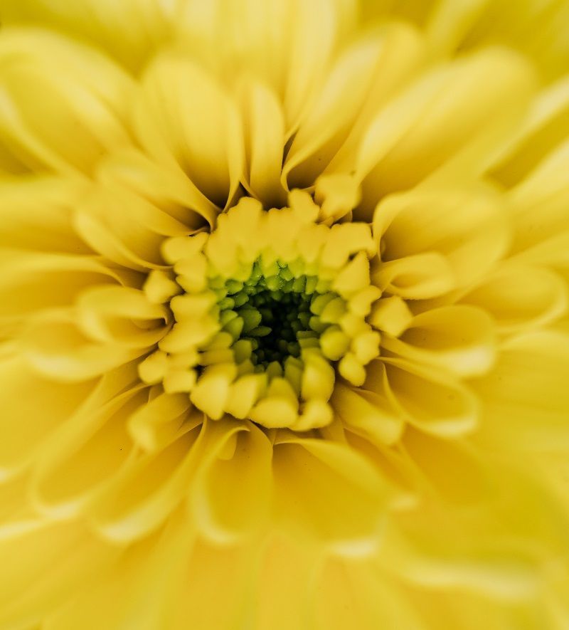 Yellow flower up close