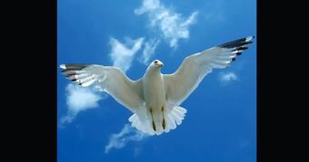 White bird in flight across sky with sun and clouds