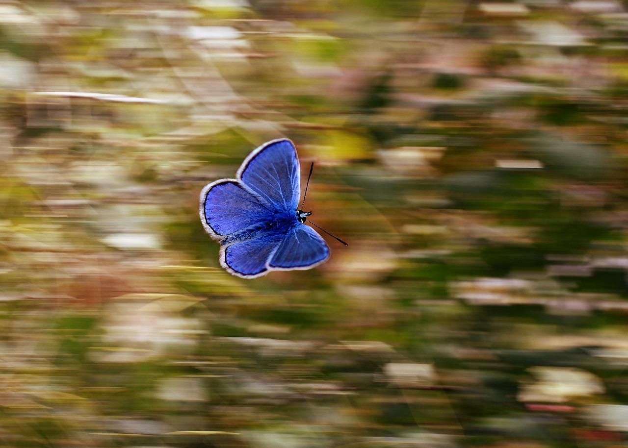A butterfly flying against background
