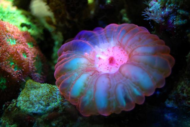 Jellyfish and undersea garden