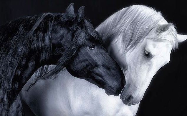 black and white horses rubbing noses