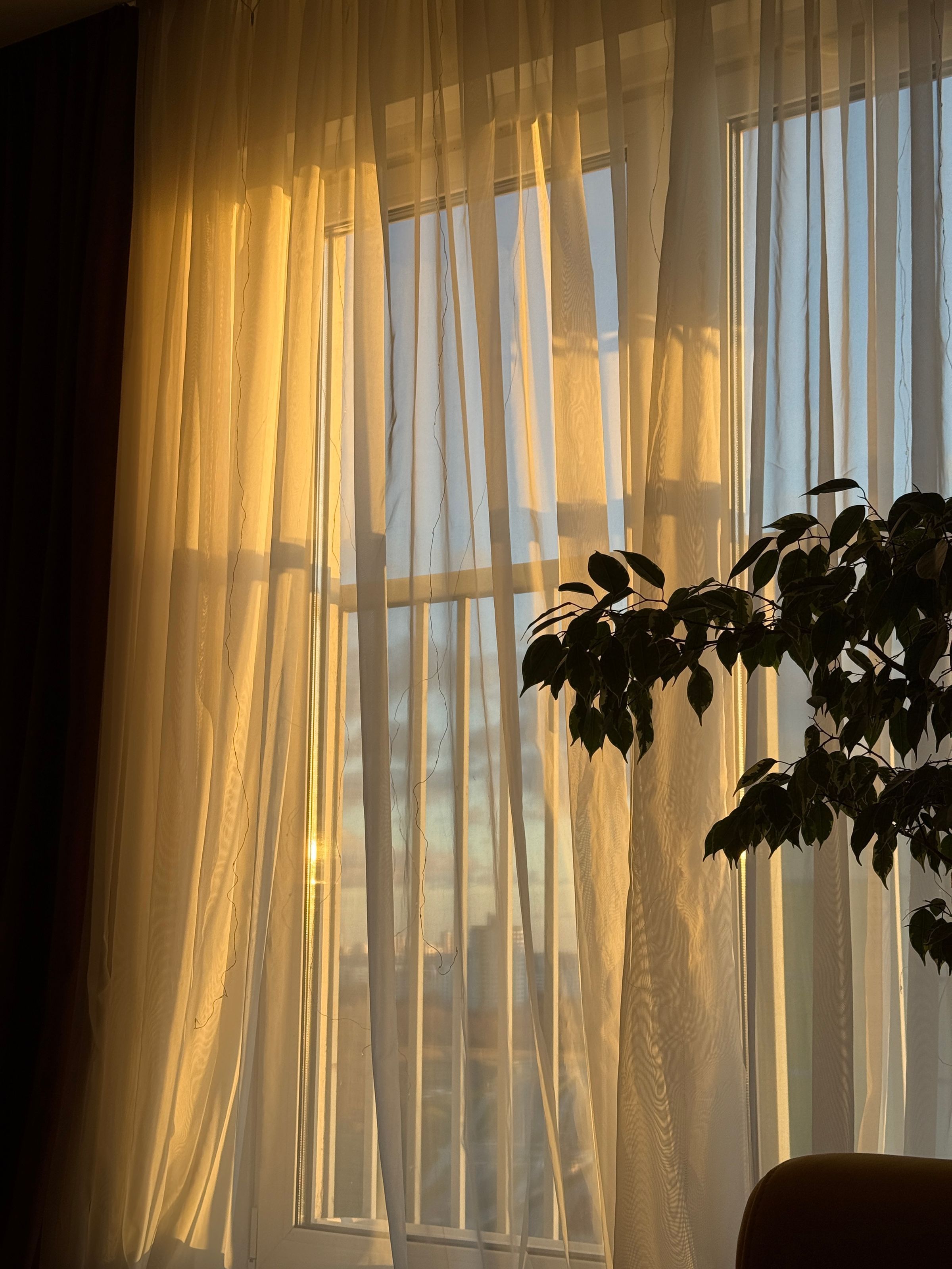 Sheer curtain glowing in warm late light, with a plant silhouetted behind
