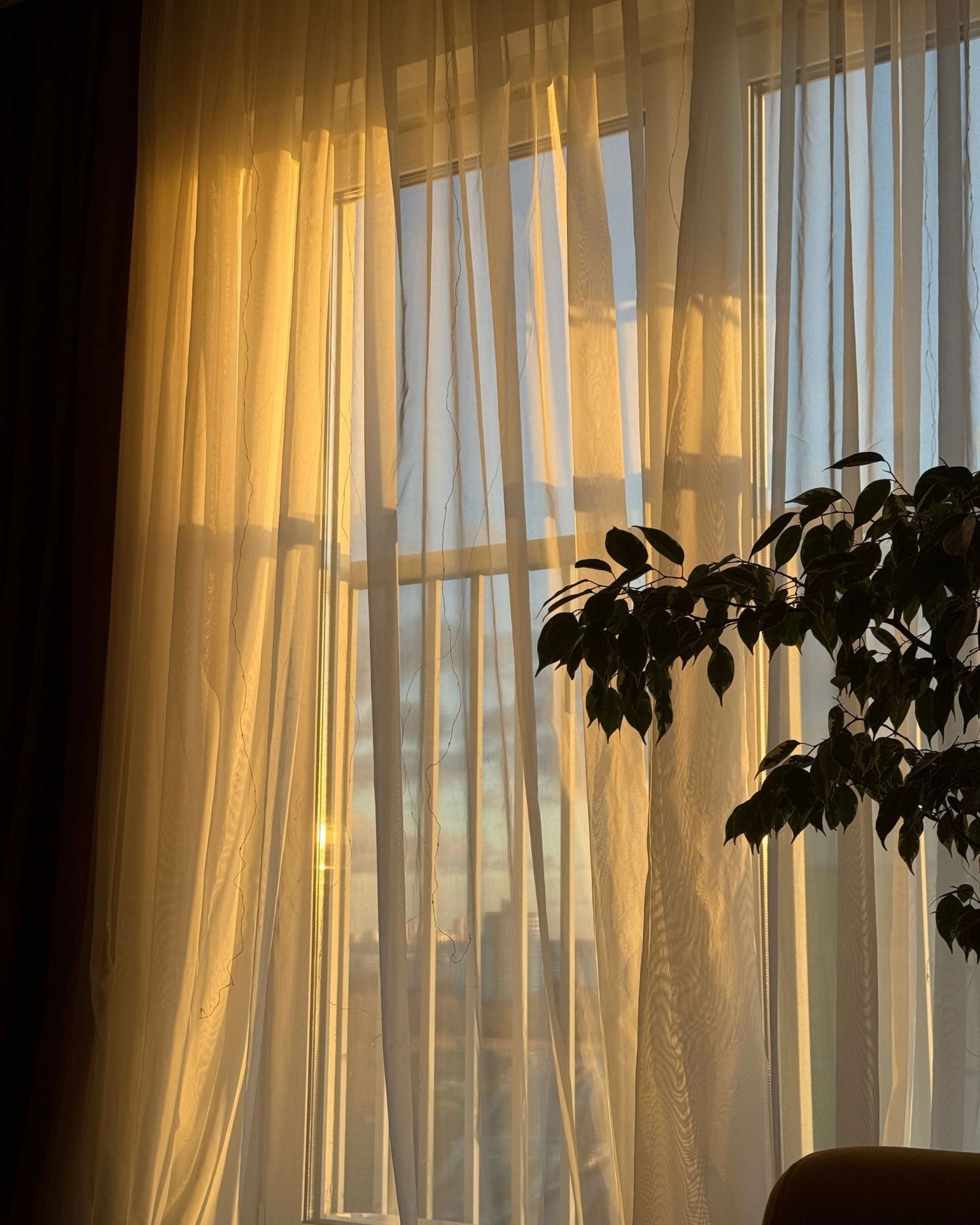 Sheer curtain glowing in warm late light, with a plant silhouetted behind