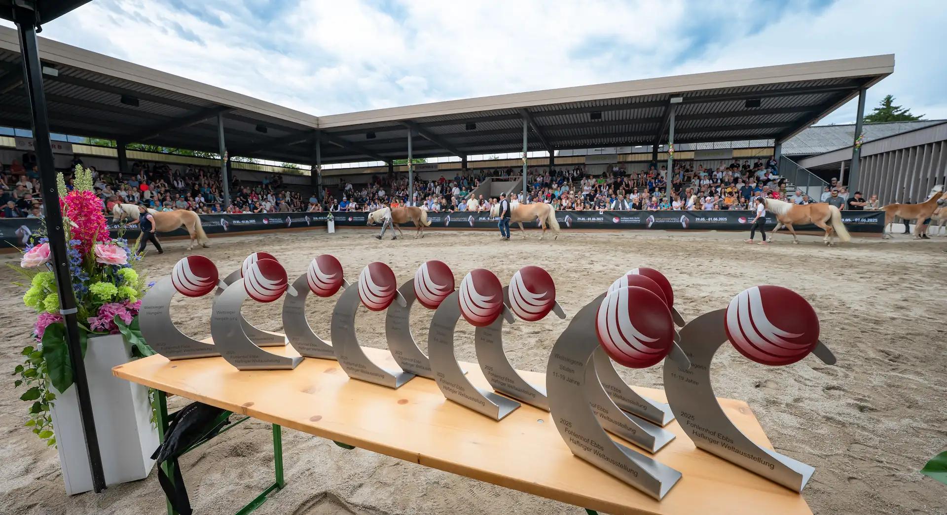 Haflinger Foto 11 aus Zucht und Sport