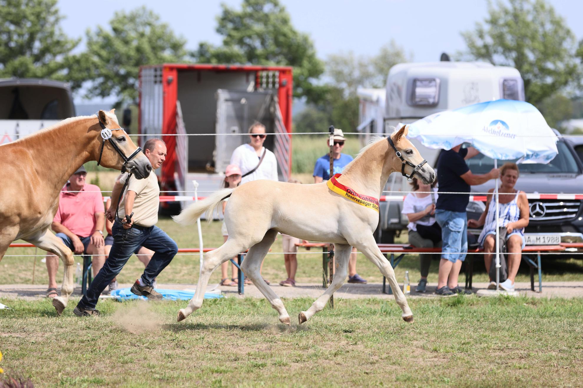 OHD Haflinger Fohlenschau