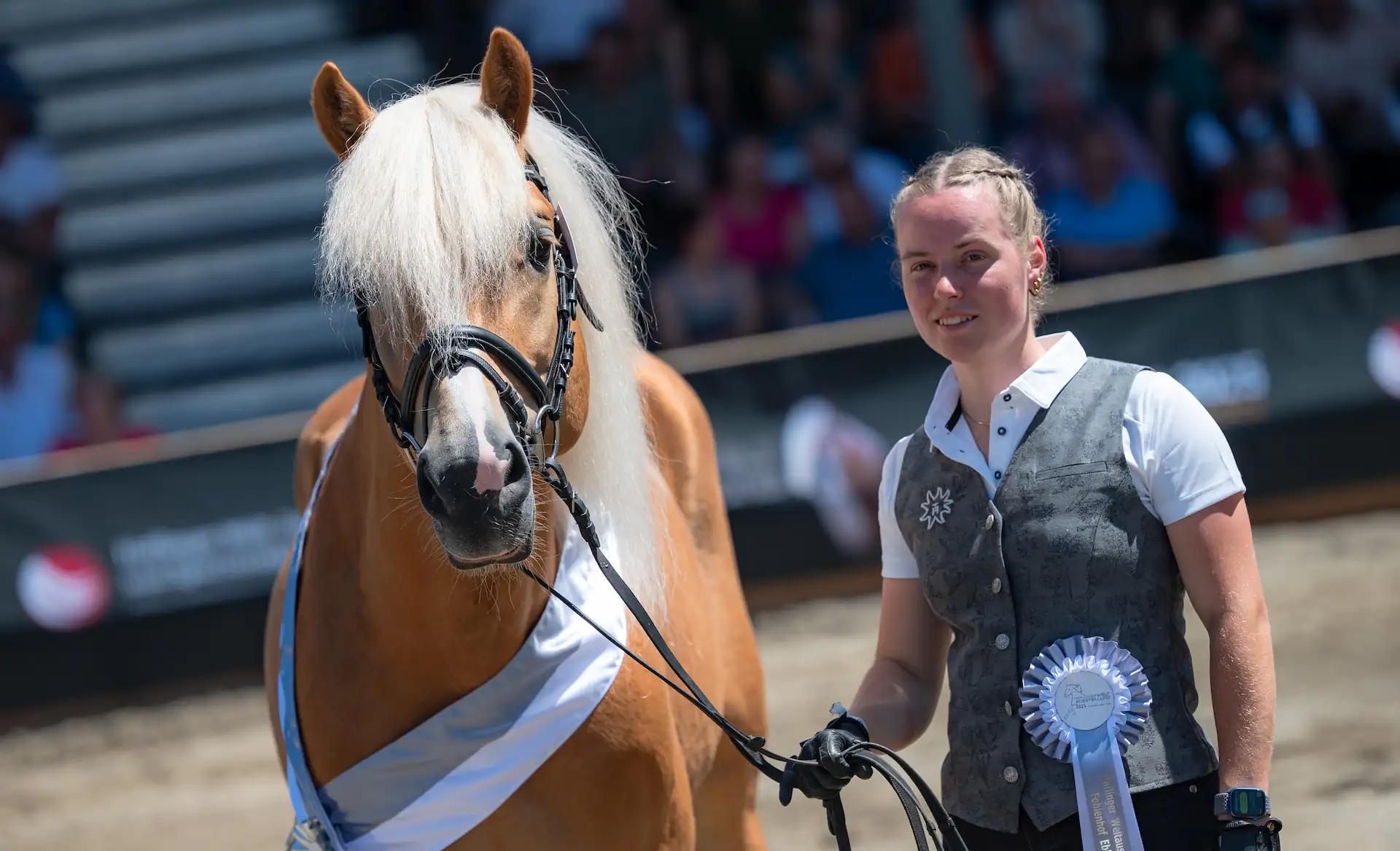 Haflinger Foto 9 aus Zucht und Sport