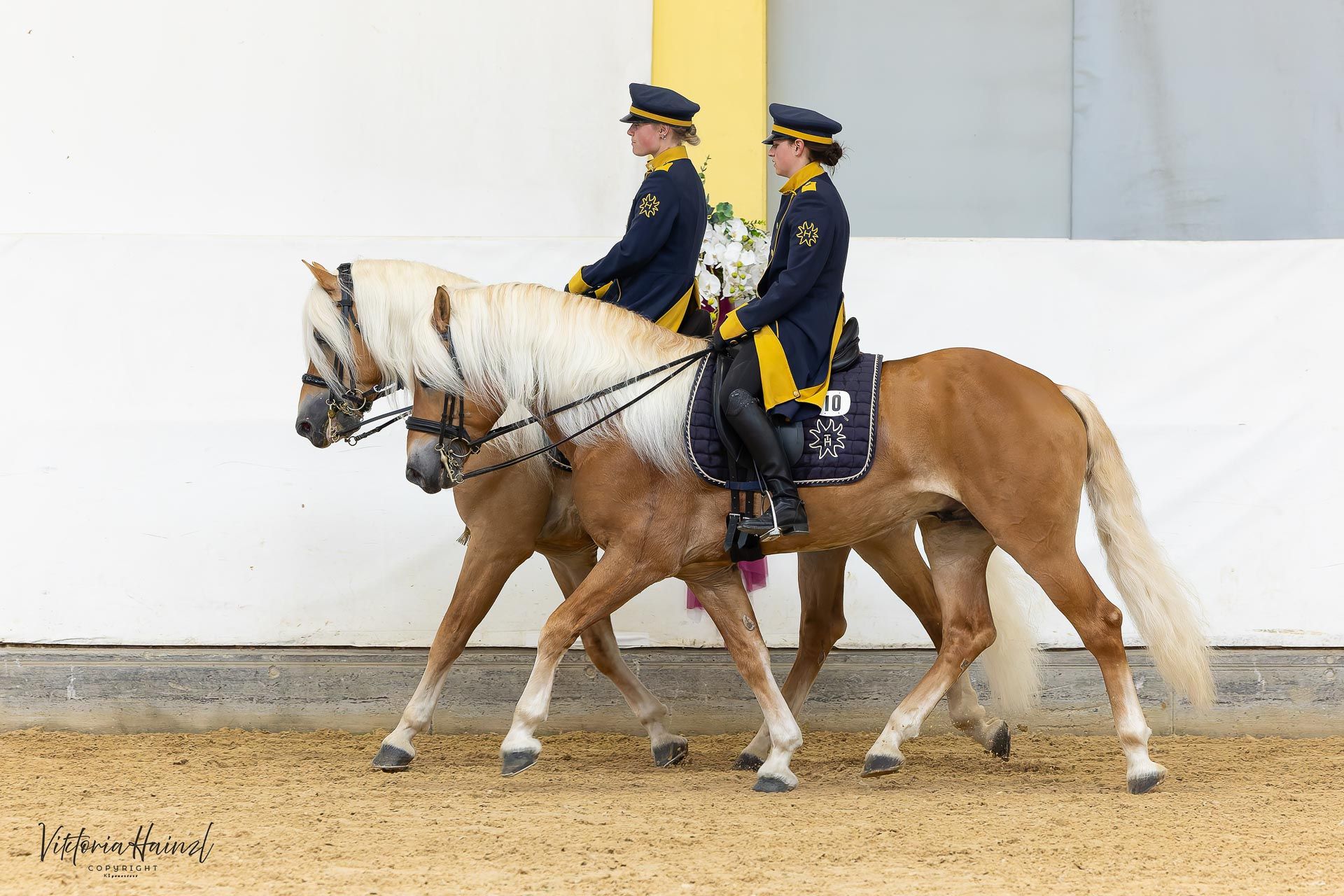 Bundeshengstschau von Pferd Austria in Stadl-Paura 2026