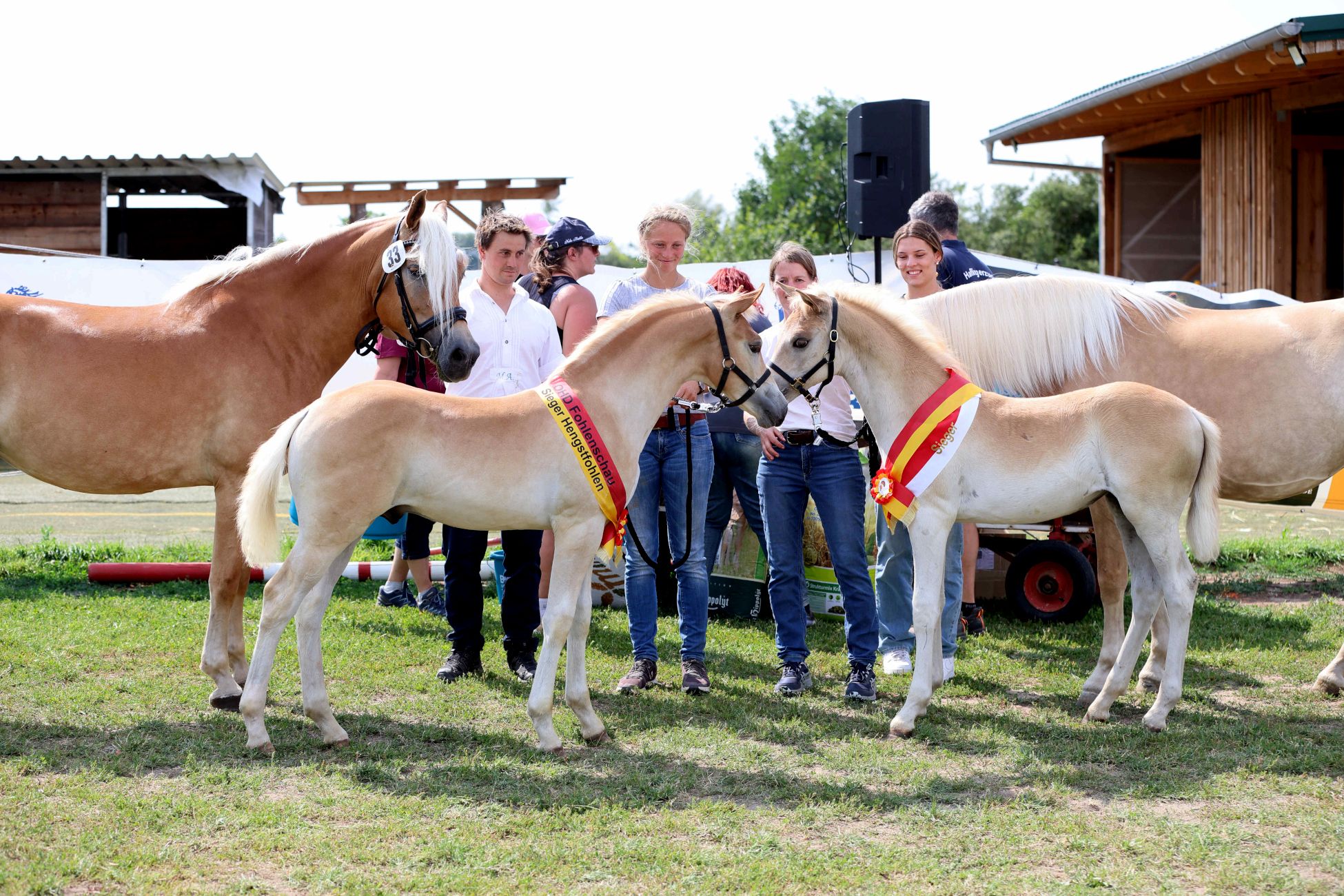 OHD Haflinger Fohlenschau