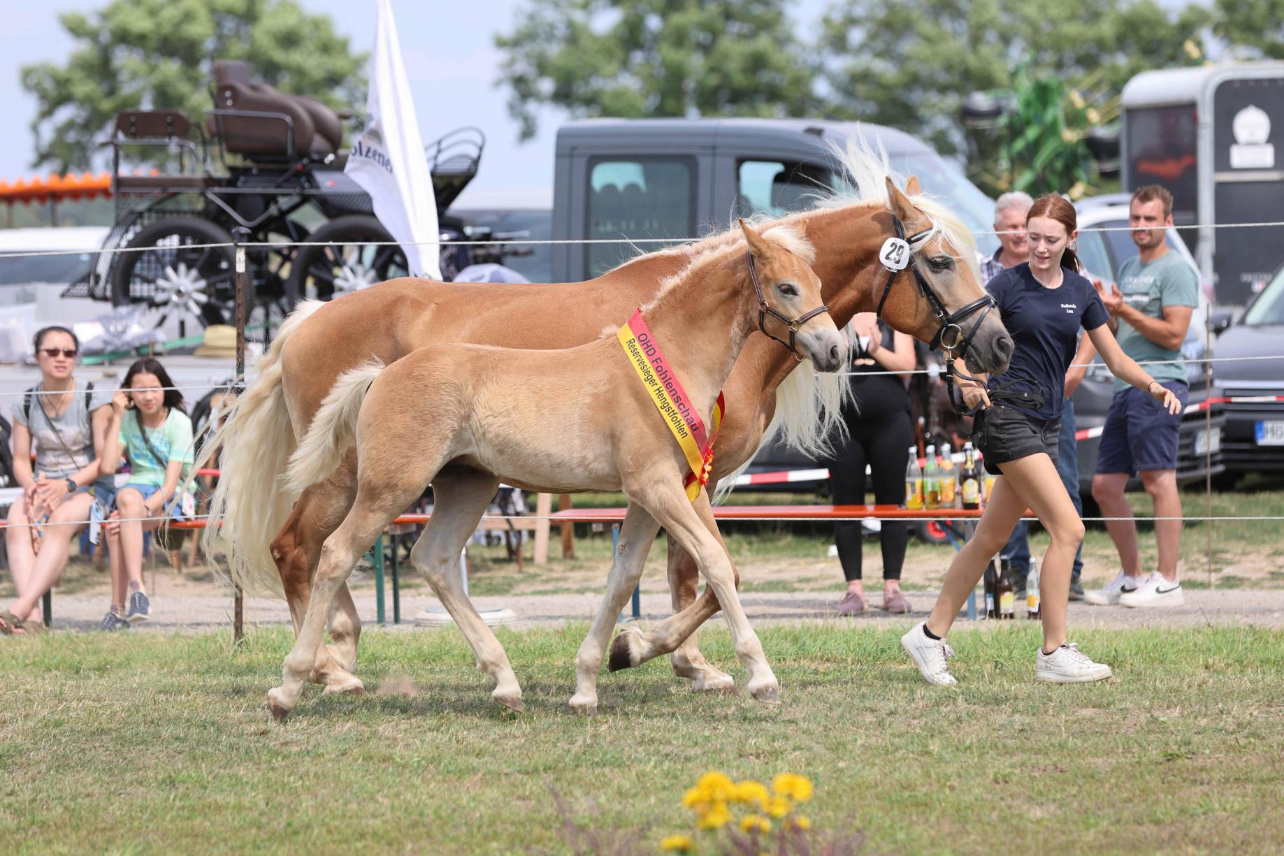 OHD Haflinger Fohlenschau