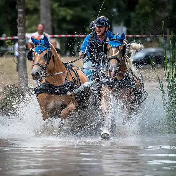 Haflinger Foto 5