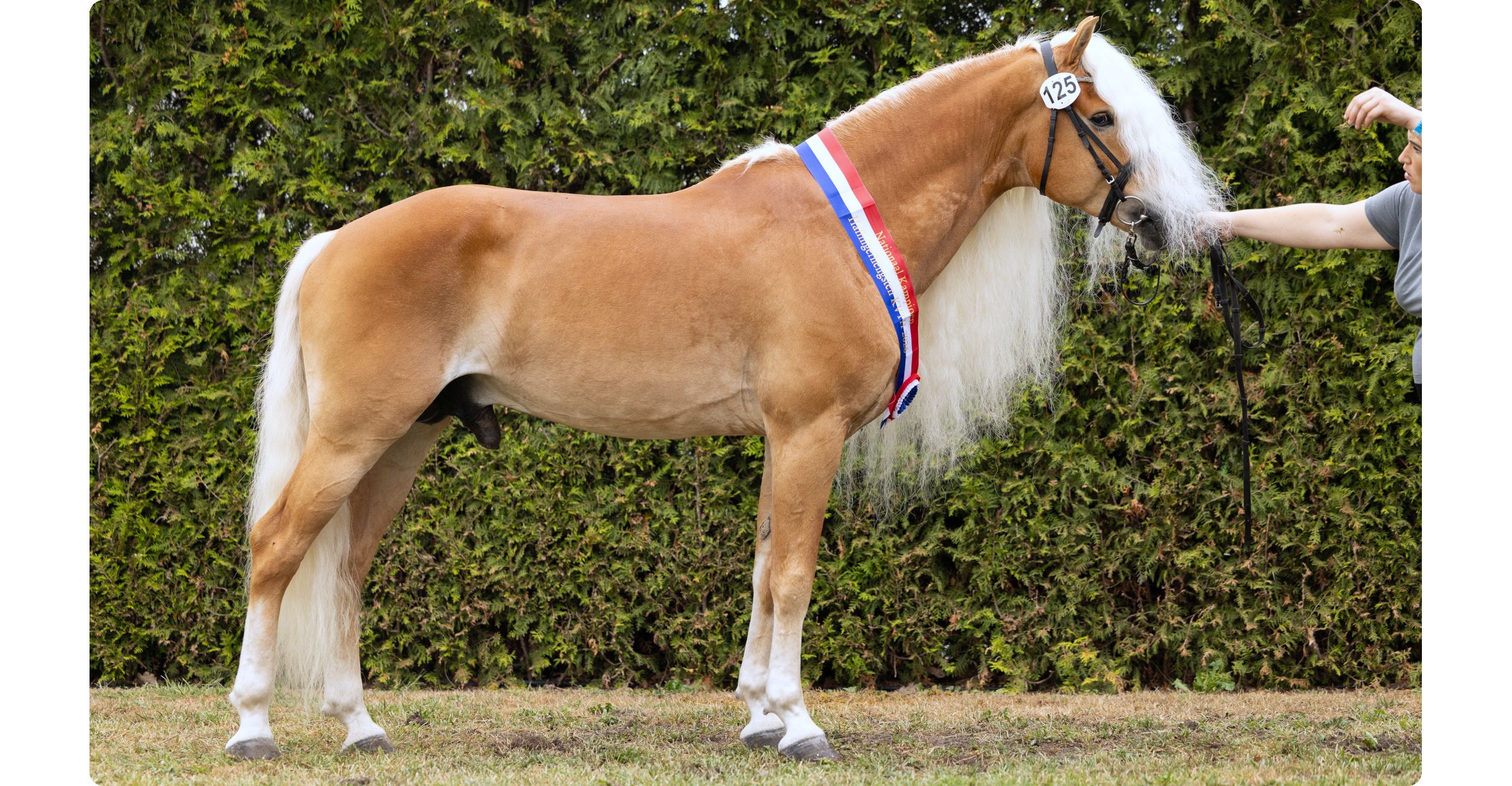 Nationale Haflingerschau der KVTH