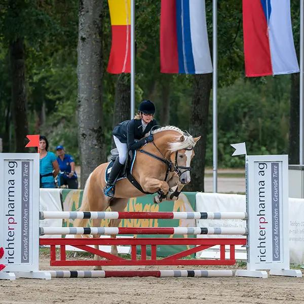 Haflinger Foto 2