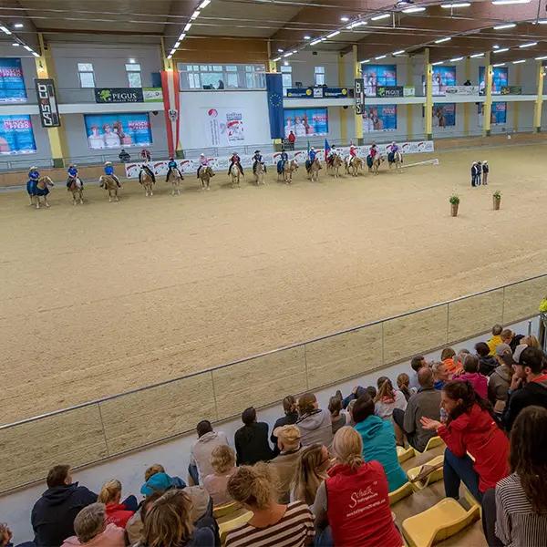 Haflinger Foto 4