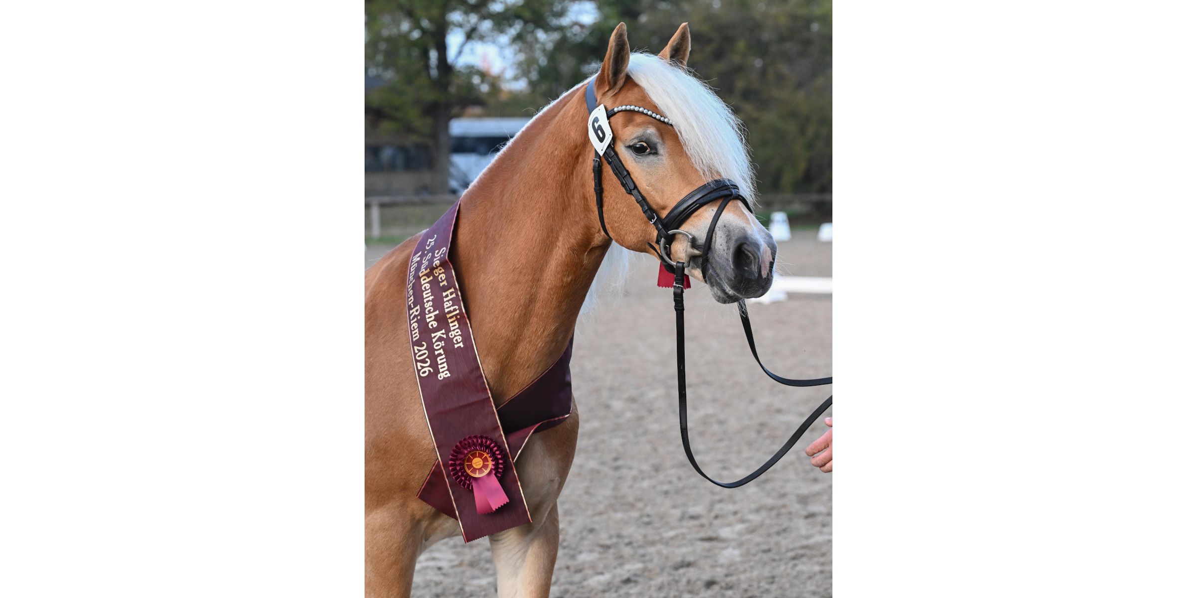 A Highly Successful and Resplendent Weekend for Haflingers and Edelbluthaflingers
