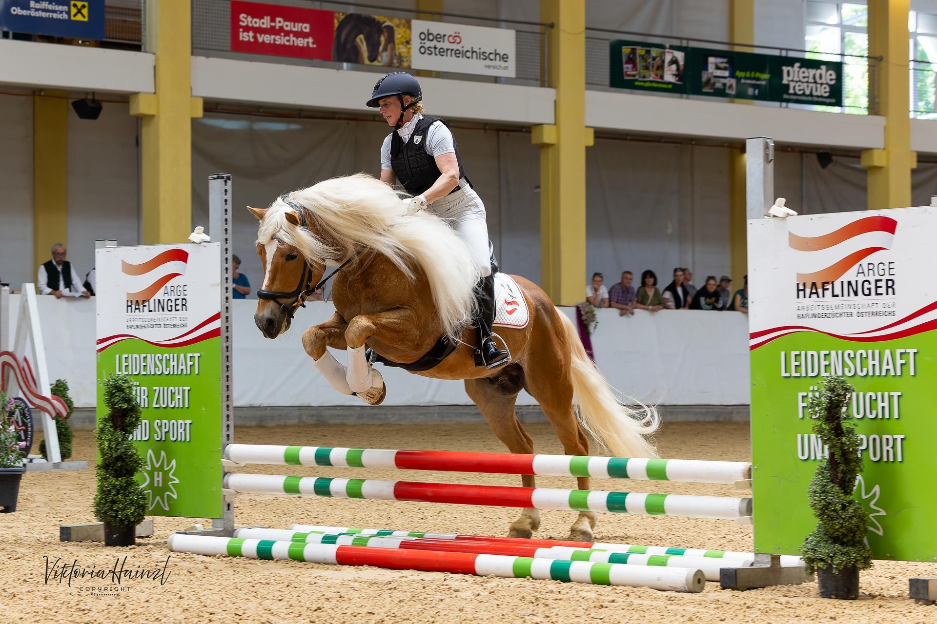 Bundeshengstschau von Pferd Austria in Stadl-Paura 2026