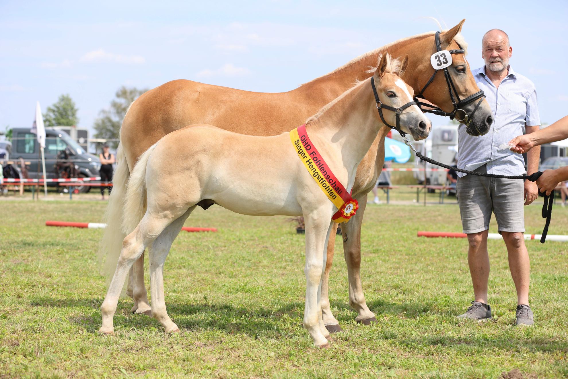 OHD Haflinger Fohlenschau