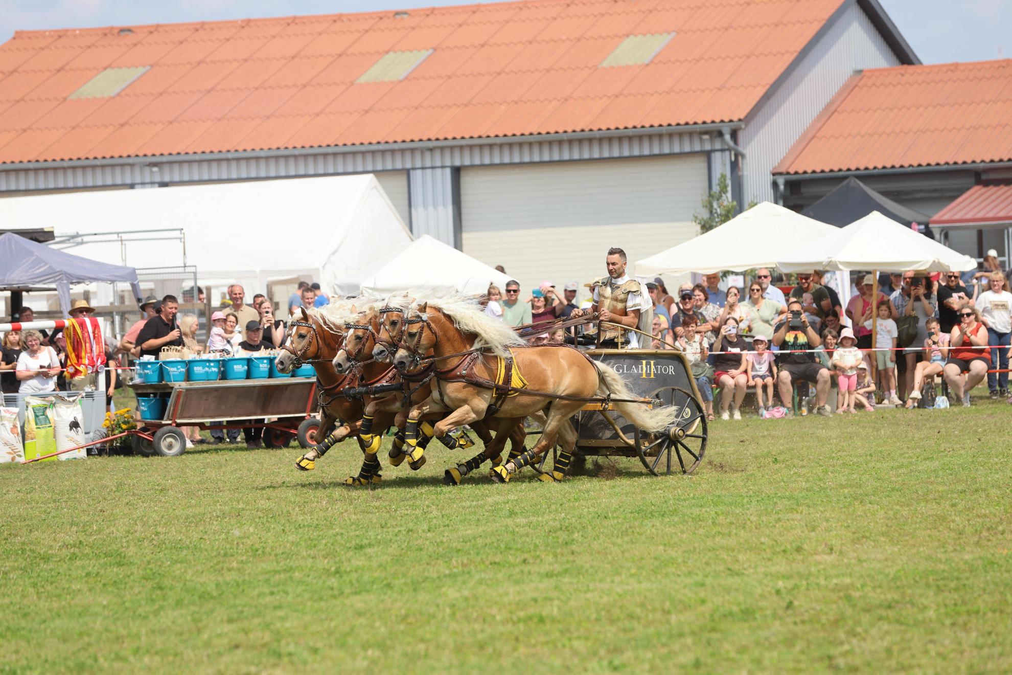 OHD Haflinger Fohlenschau