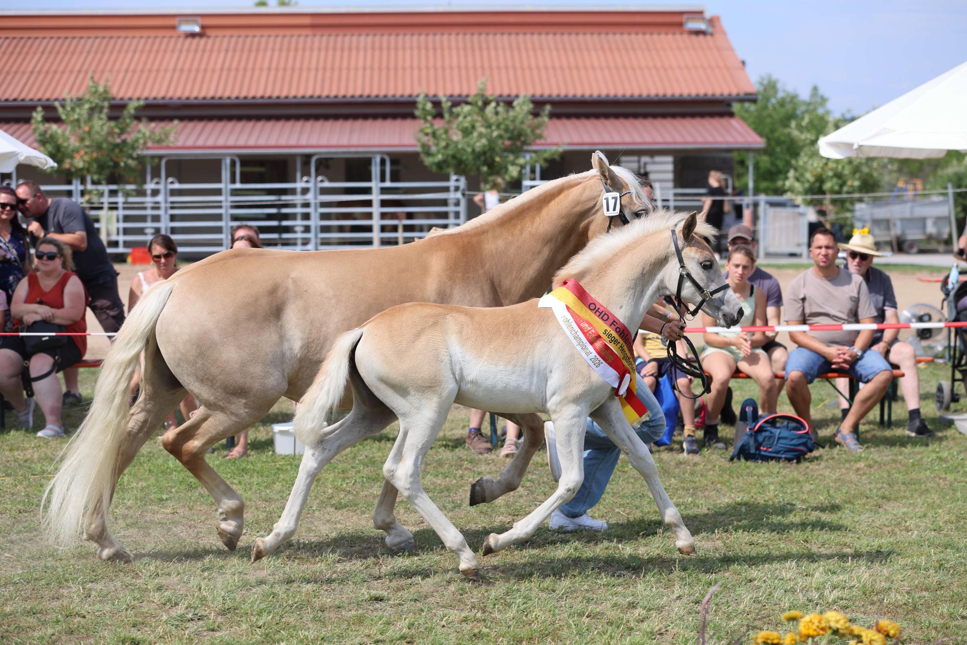 OHD Haflinger Fohlenschau