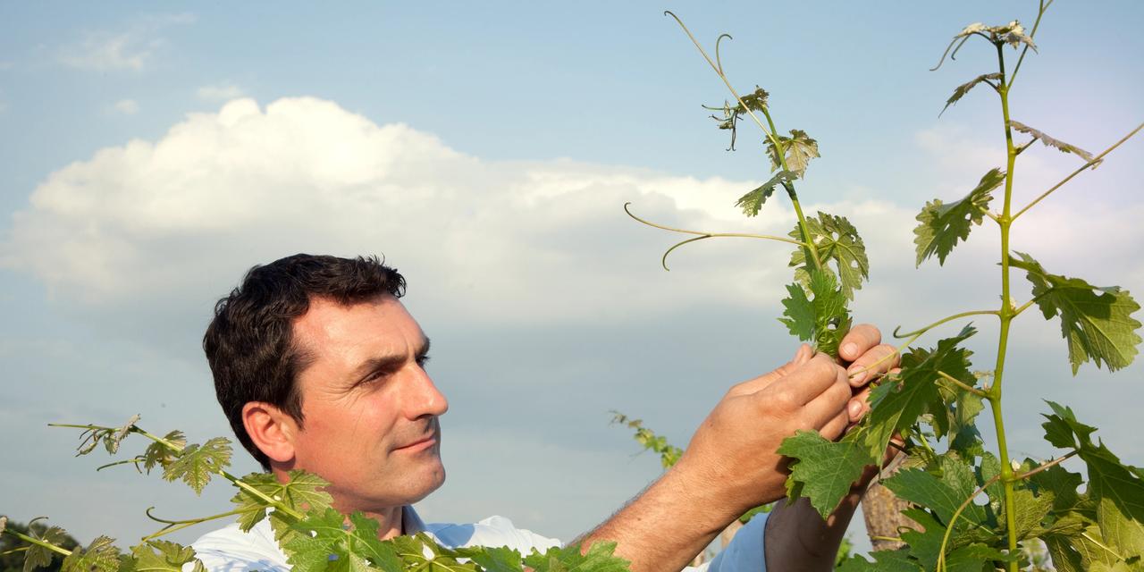 J.S.C. Chateau Mukhrani