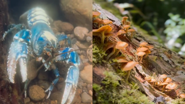 Toolona Creek Circuit Fungi and Crustacean