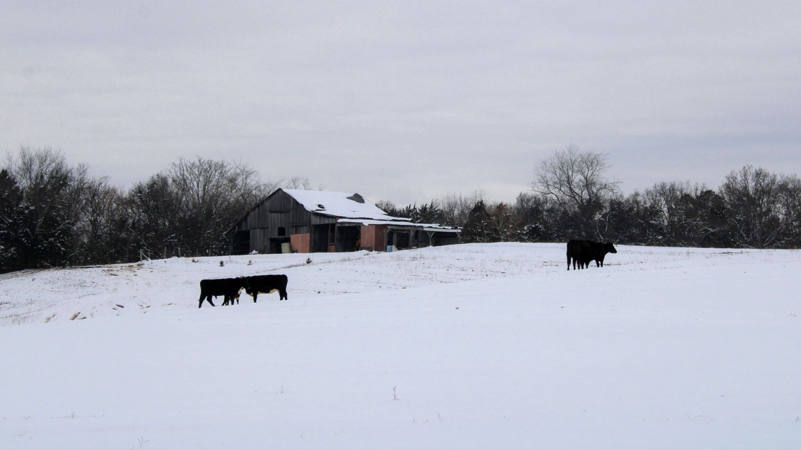Ganado en campo invernal con la línea entre lo pastoreado y lo no pastoreado visible en la imagen
