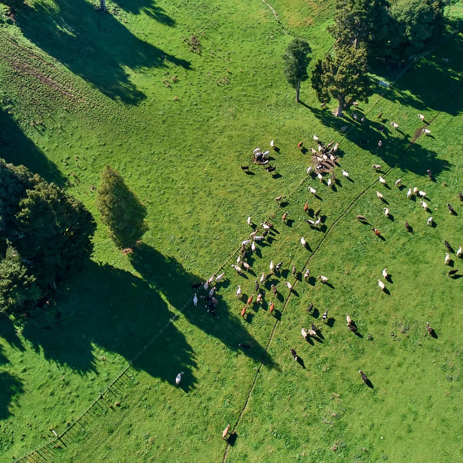 An aerial view of a herd of cattle grazing in an open paddock with virtual fence boundaries indicated