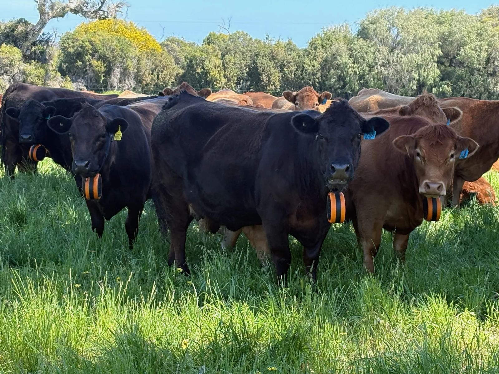 A herd of cattle grazing in extensive open pasture, contained by a virtual fence boundary