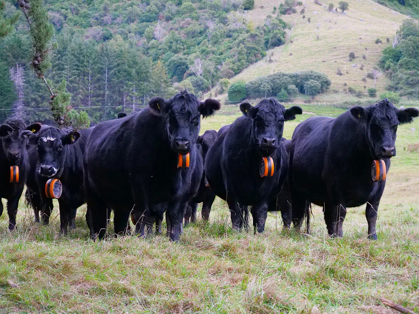 eShepherd in Banks Peninsular