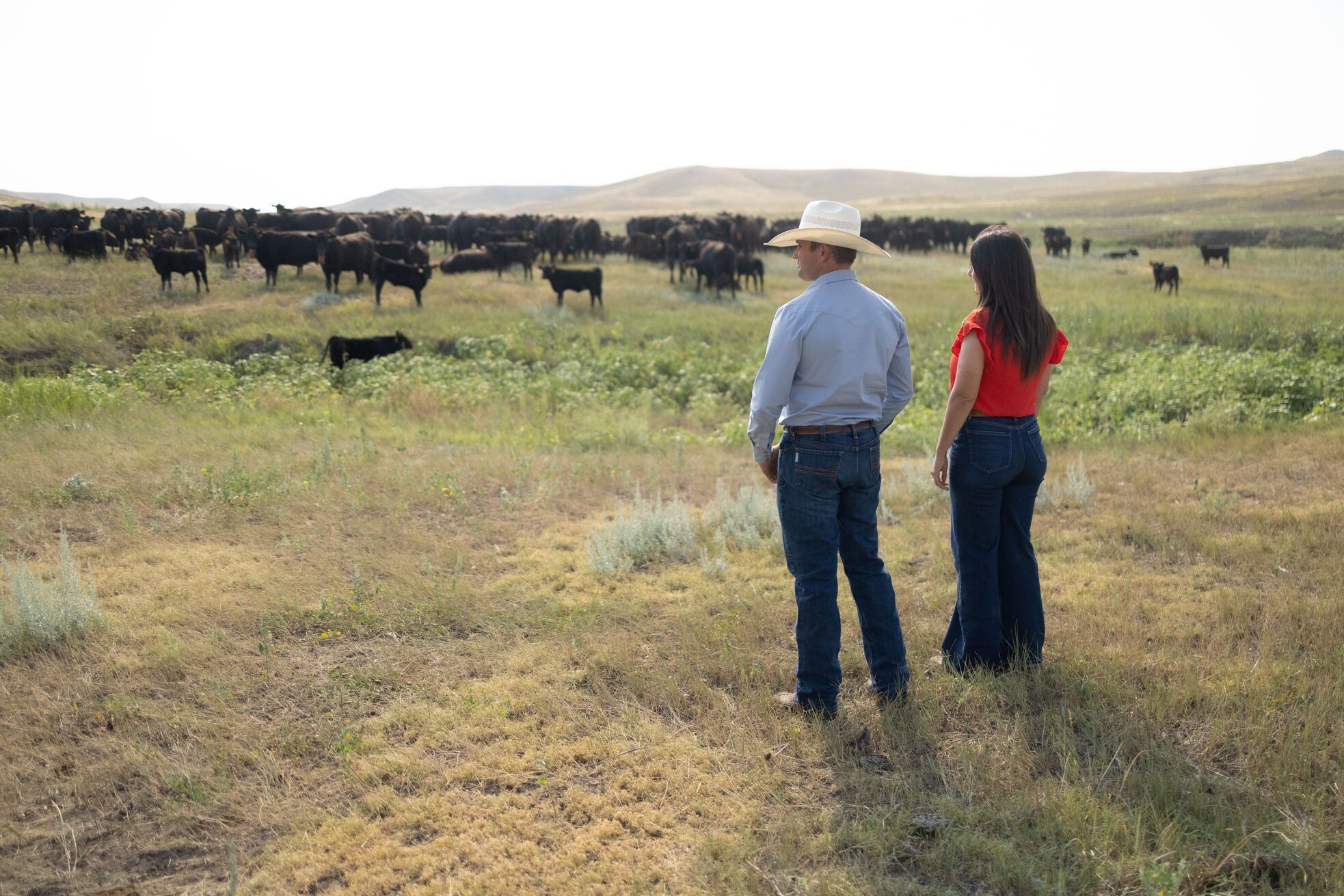 Cattle producers look out over herd contained by eShepherd virtual fencing