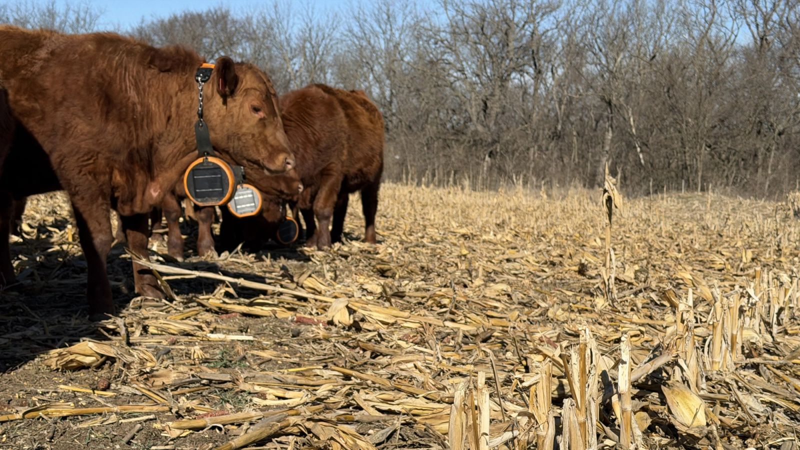Ganado pastando sobre rastrojo en un gran campo agrícola
