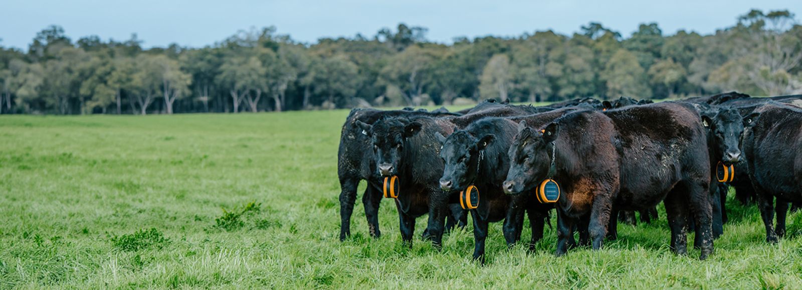 Cattle Con 