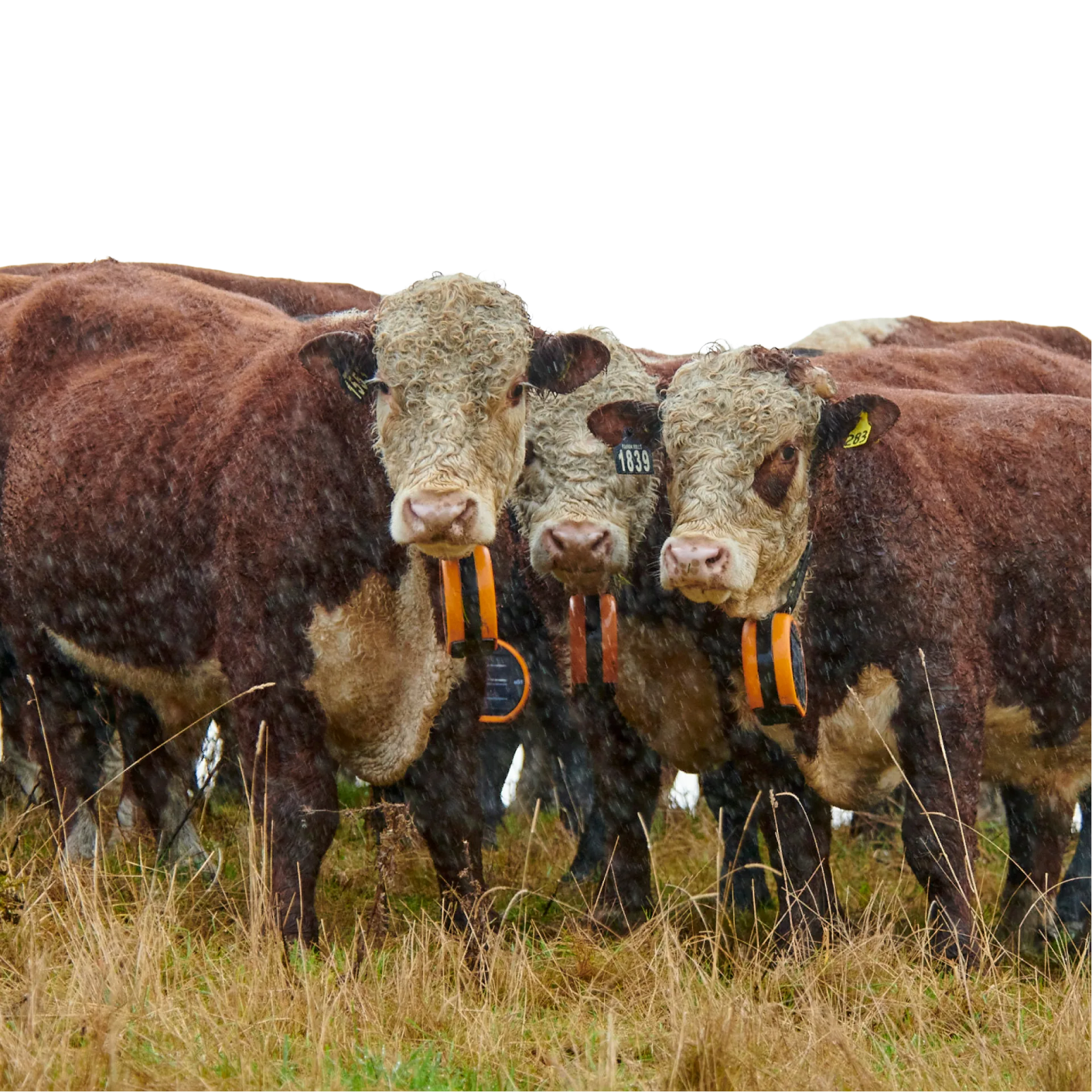 A herd of Hereford cattle grazing in open extensive country