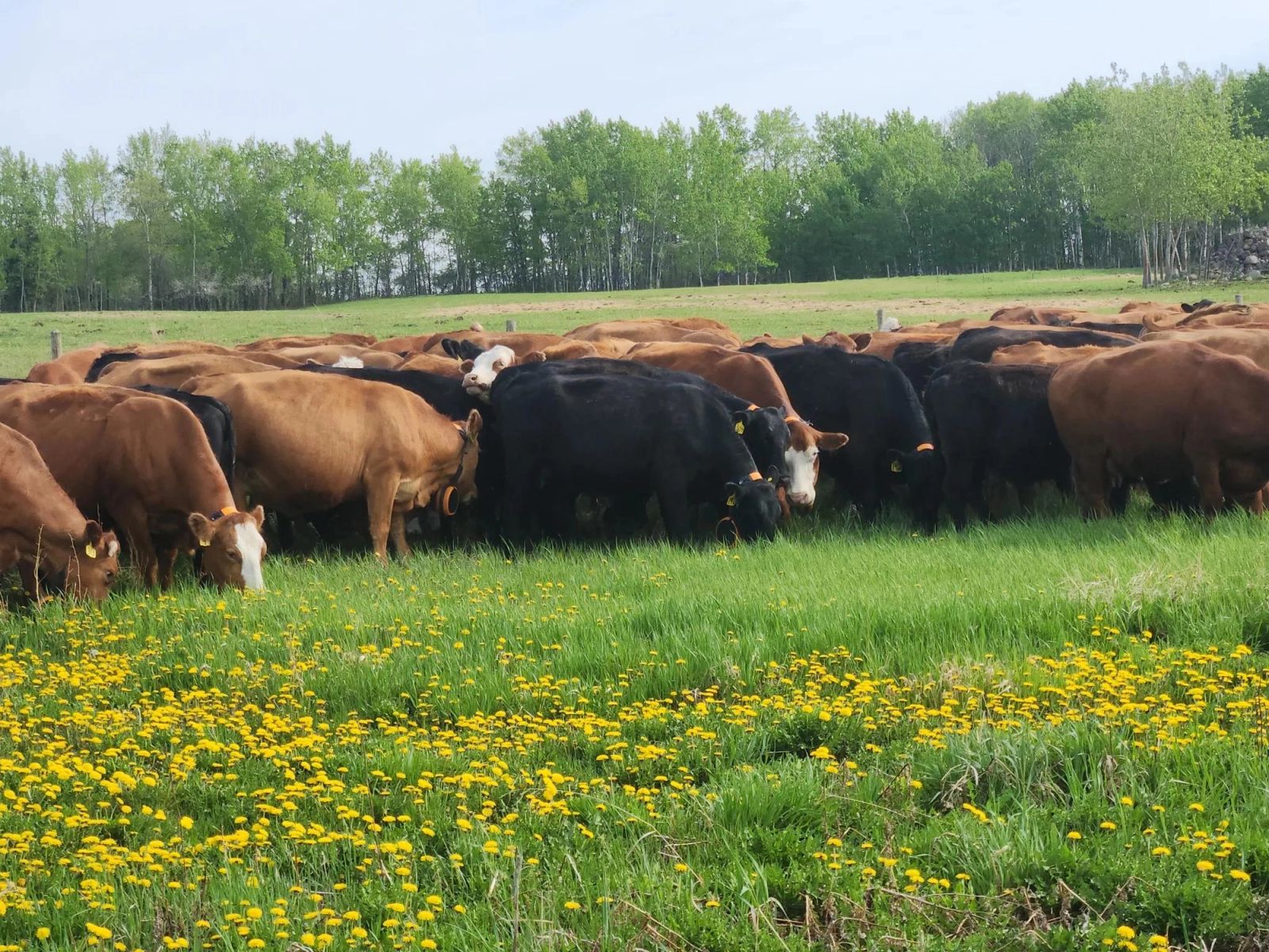 Cattle grazing in open pasture with eShepherd