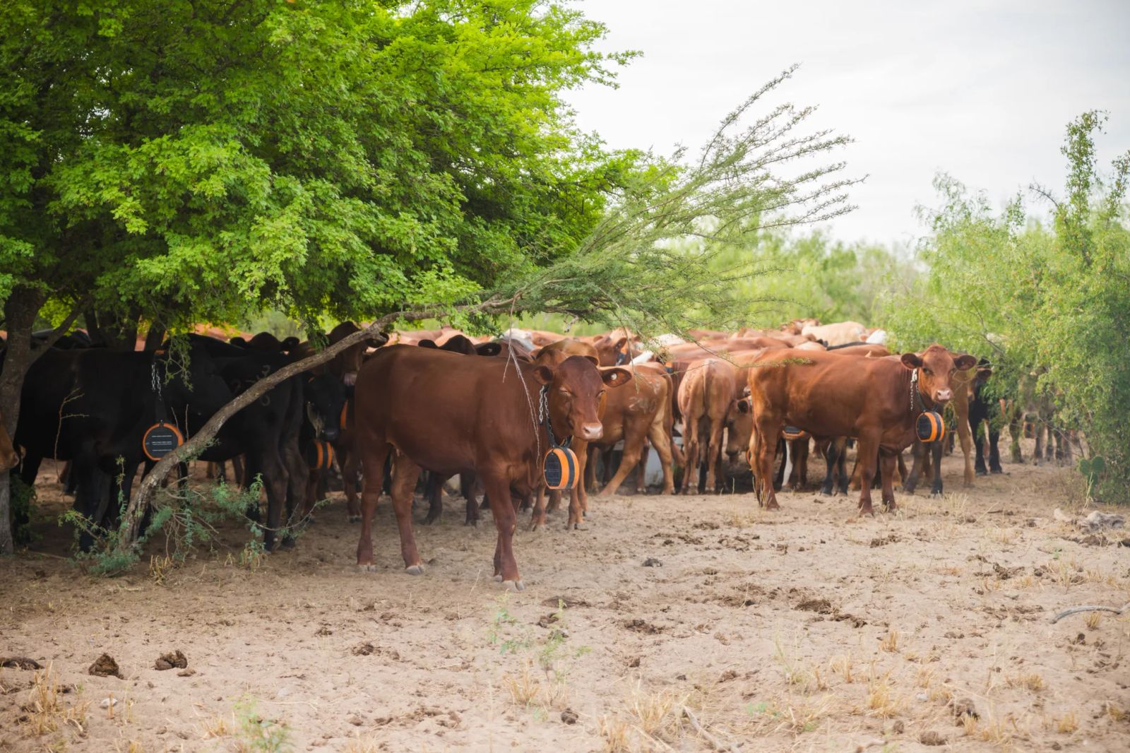 Cattle wearing eShepherd neckbands grazing through mesquite and live oak on Las Islas Ranch.