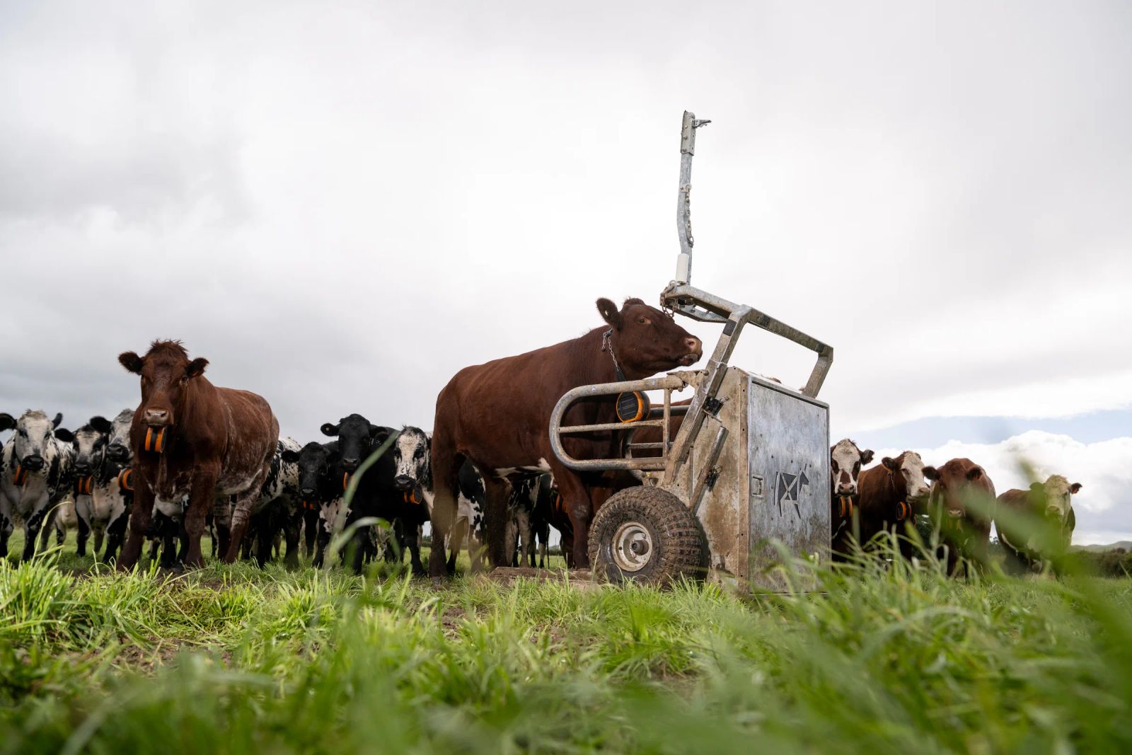 Cattle approaching a Gallagher StrongBó Auto Weigher in pasture