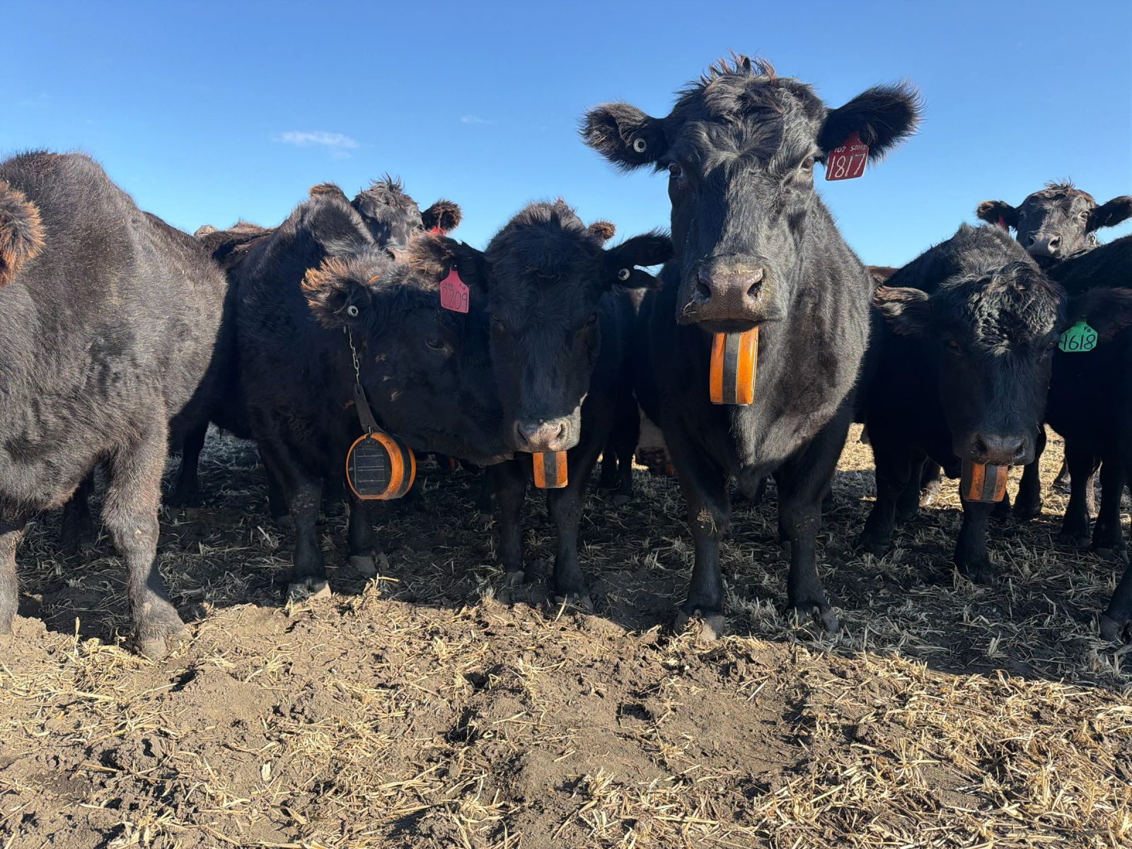 Close up of cows wearing eShepherd
