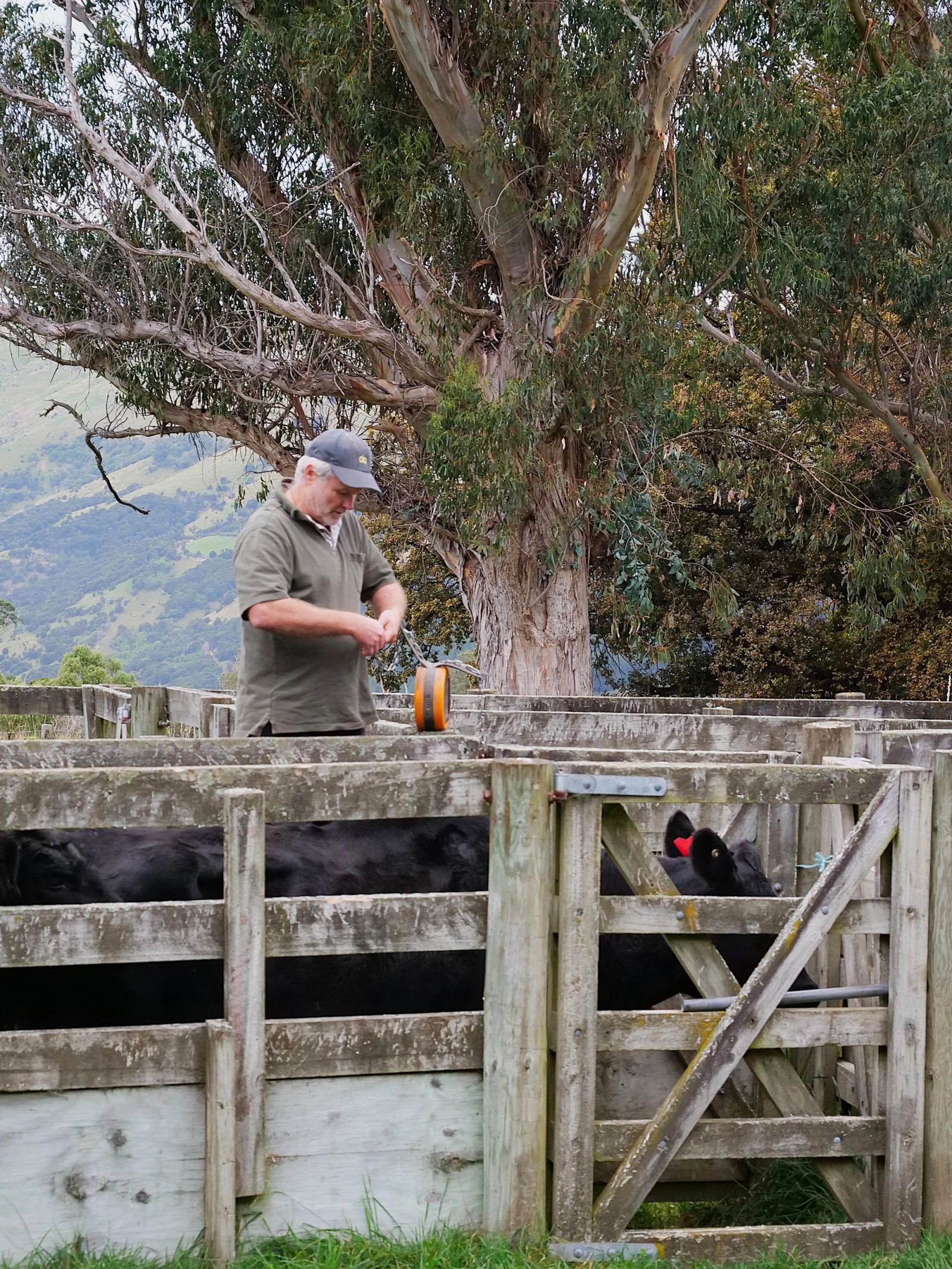 eShepherd in Banks Peninsular