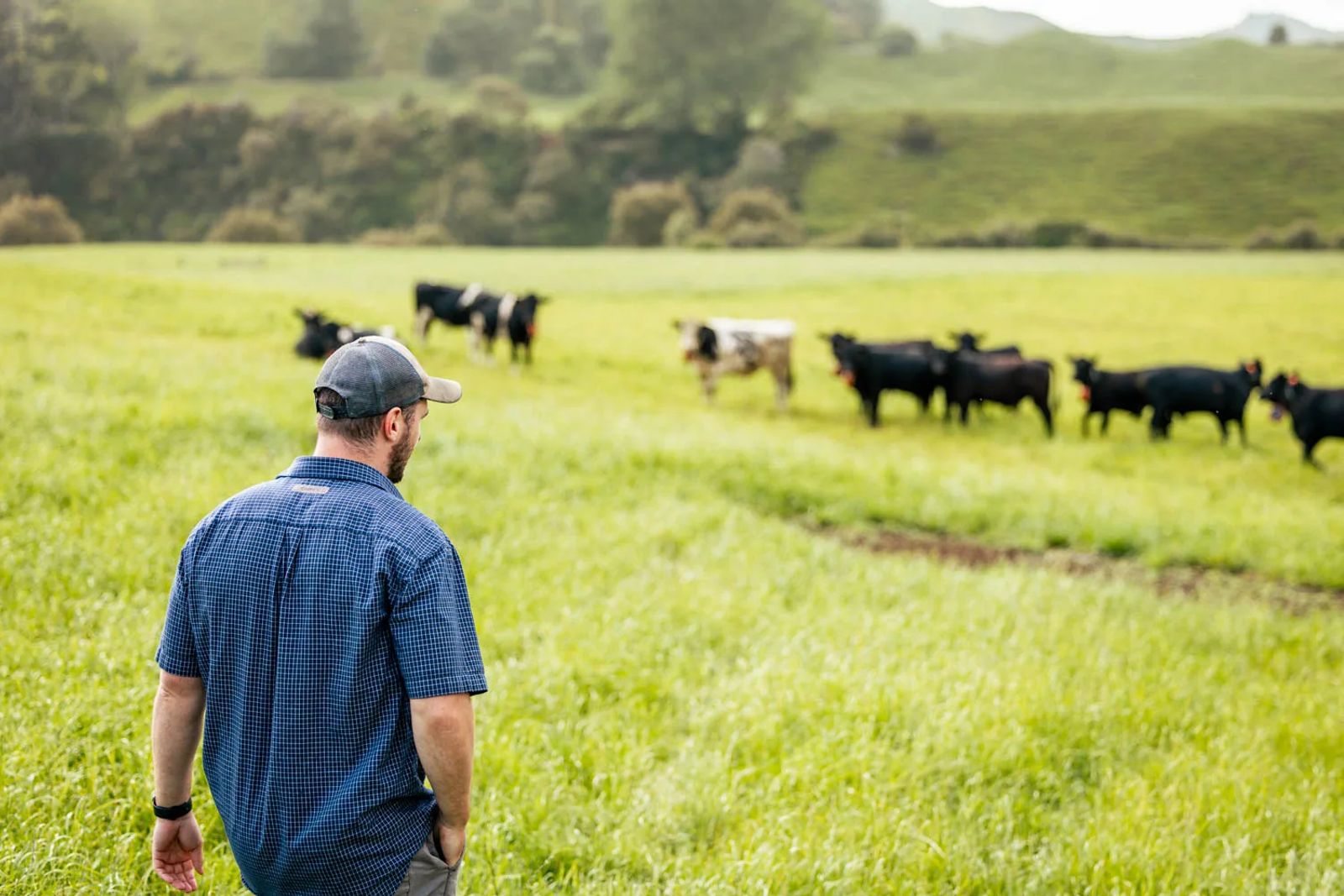 Farmer walking towards cattle wearing eShepherd virtual fencing collars