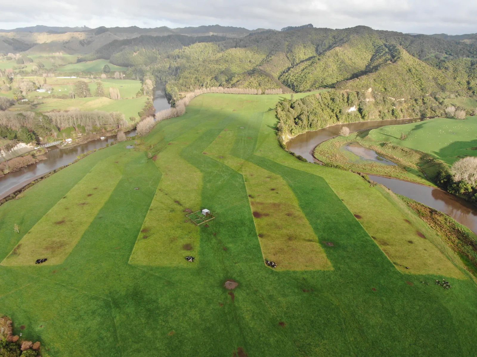 Ganado moviéndose por una celda subdividida de pastoreo rotacional (sistema technograzing)