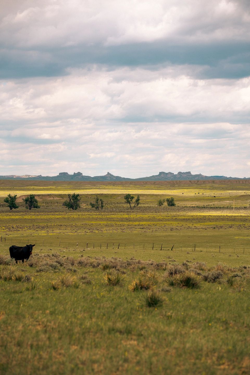 Vast pasture with cow in foreground and mountain bluffs and skyline in background
