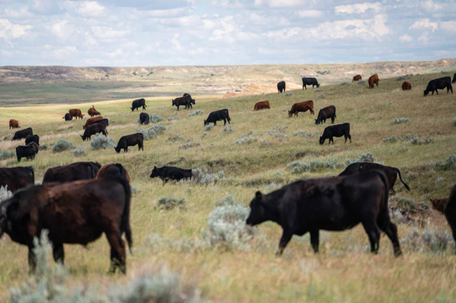 cattle grazing in Montana rangelands with ridge in background and blue cloudy sky